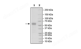 CD83, Fc-fusion (IgG1), Avi-Tag, Biotin labeled Recombinant