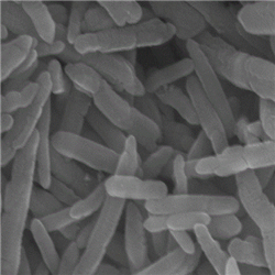 MNRs，磁性纳米棒