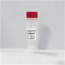 重組人表皮生長因子