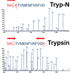 胰蛋白酶- n™試劑