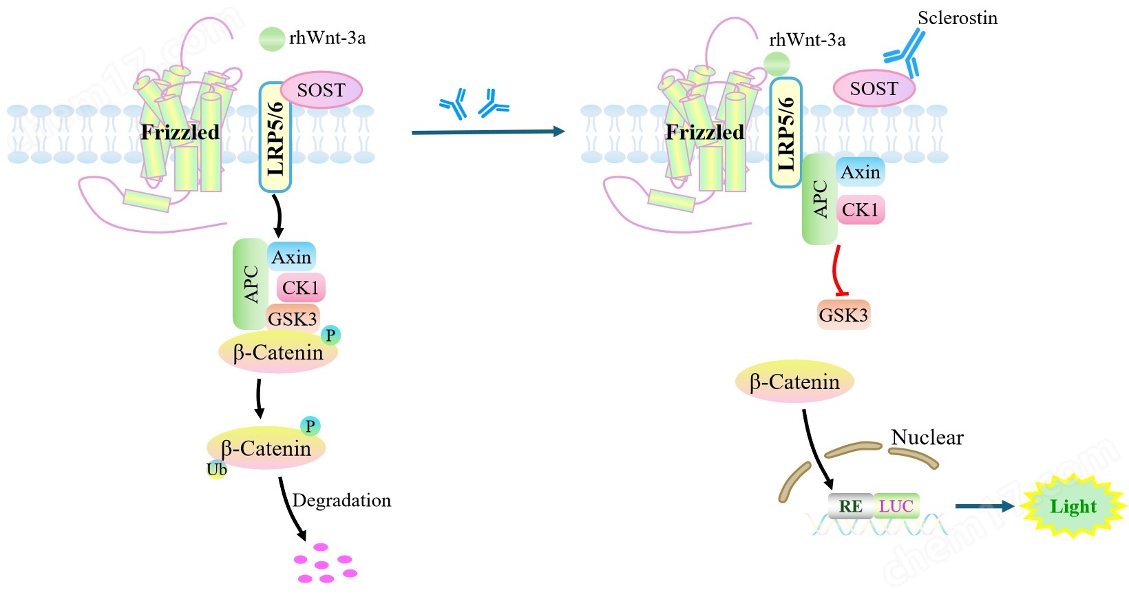 SOST Effector Reporter Cell