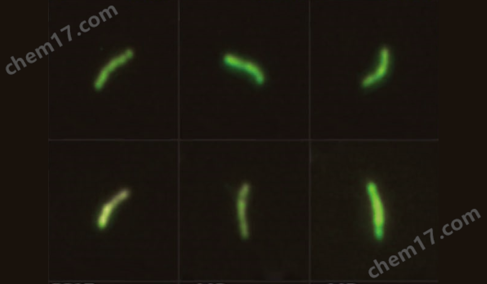 蔡司遺傳學(xué)研究自動(dòng)化成像解決方案