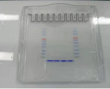 Precast Protein Plus Gel, 15%, 10 wells, Hepes-Tris 15%