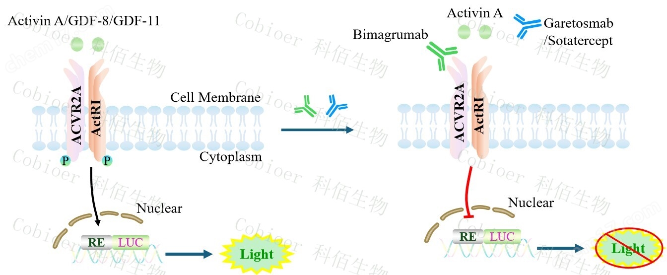 ACVR2A Effector Reporter Cell