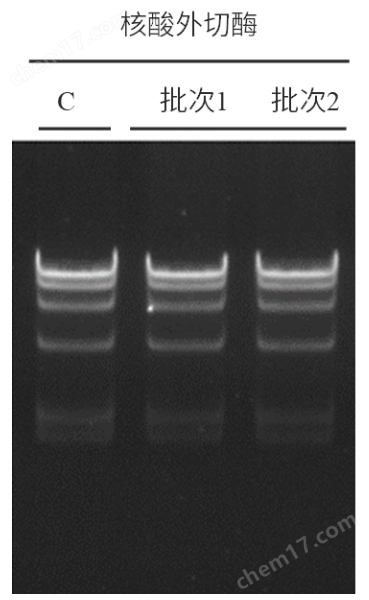 Terminal Deoxynucleotidyl Transferase  (20 U/μL)