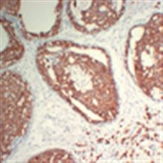 GAPDH mouse mAb(2B8)