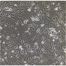 人逆轉(zhuǎn)錄病毒包裝細(xì)胞系Plat-E
