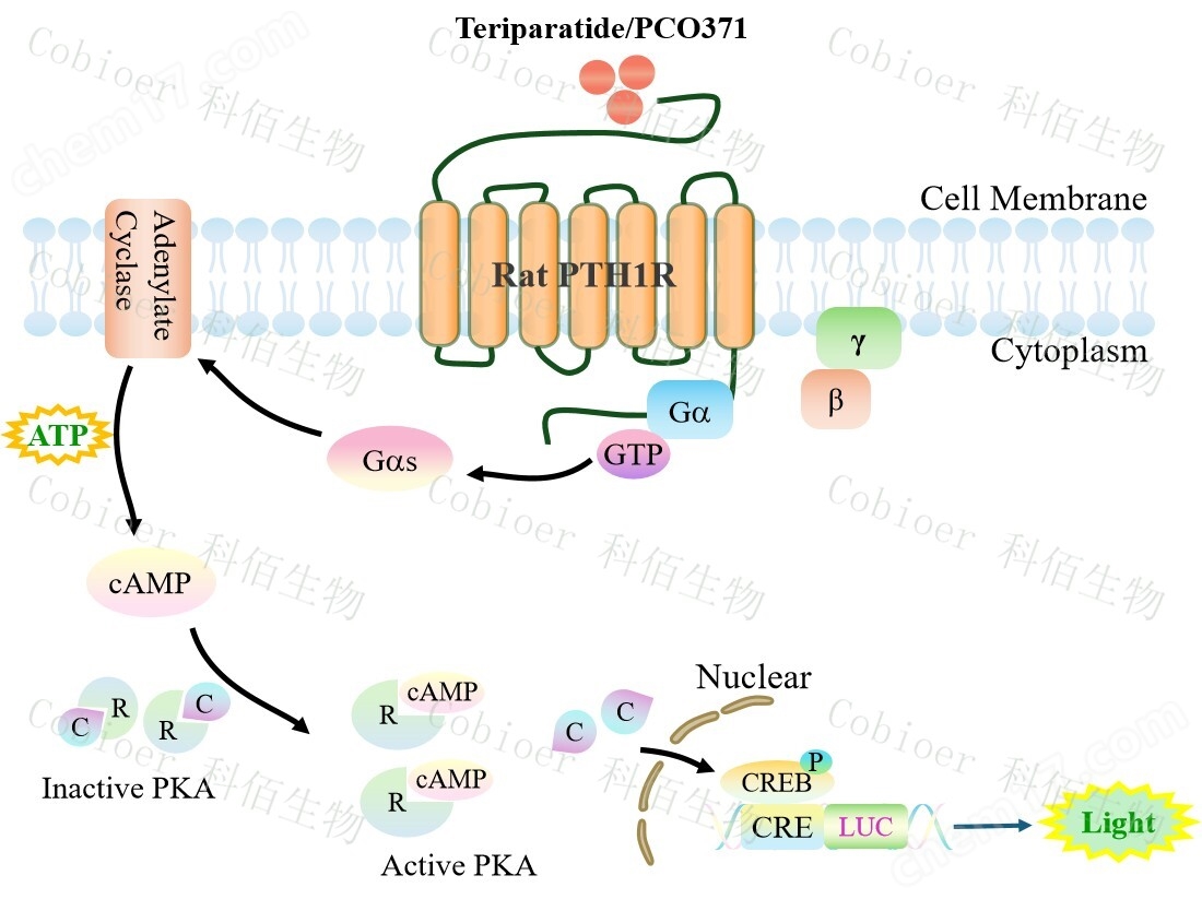 Rat PTH1R CRE-Luc HEK293