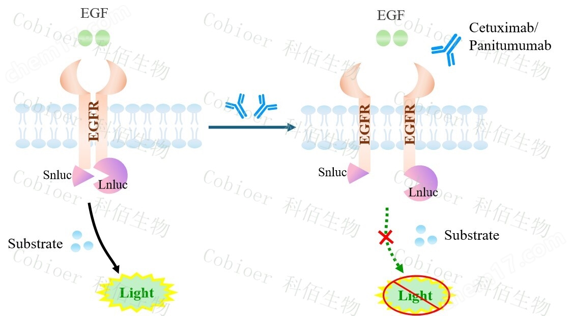 原理-74474.jpg EGFR Dimerization CHO