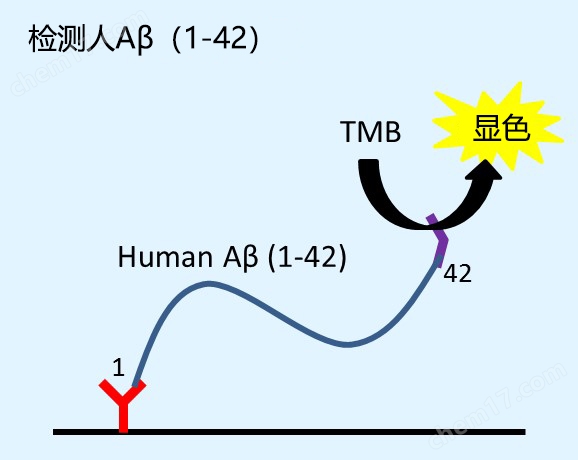β-Amyloid ELISA 試劑盒