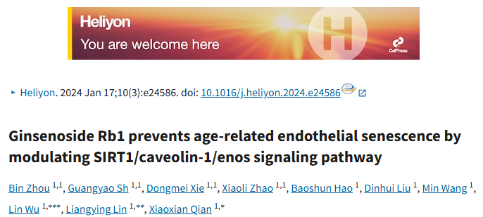 人參皂苷 Rb1 通過 SIRT1/caveolin-1/eNOS 通路預(yù)防血管內(nèi)皮細(xì)胞衰老