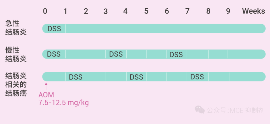 干貨分享 | DSS 誘導(dǎo)結(jié)腸炎: 不同分子量差異有哪些？選對才能造好模！