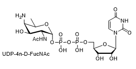 UDP-4n-D-FucNAc的用途是什么