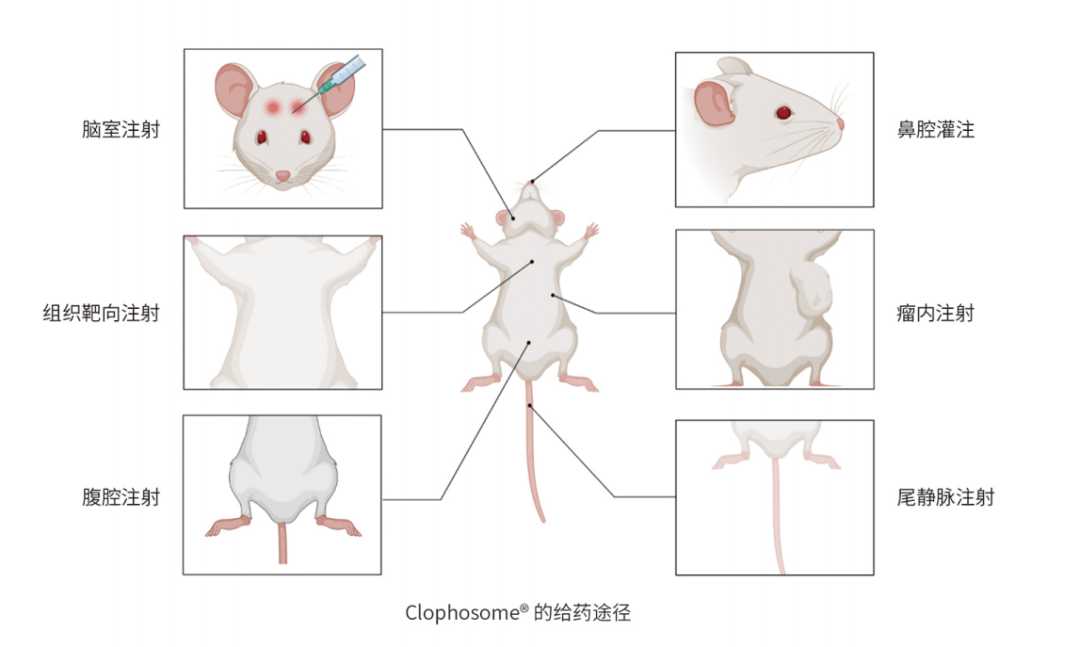 Clodronate Liposomes巨噬細胞清除脂質(zhì)體選購指南