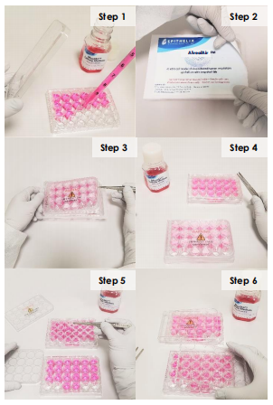 Epithelix 公司 AlveolAir™模型实用指南（2025 版）