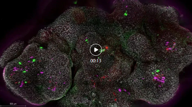 显微课堂 | 神经科学图像