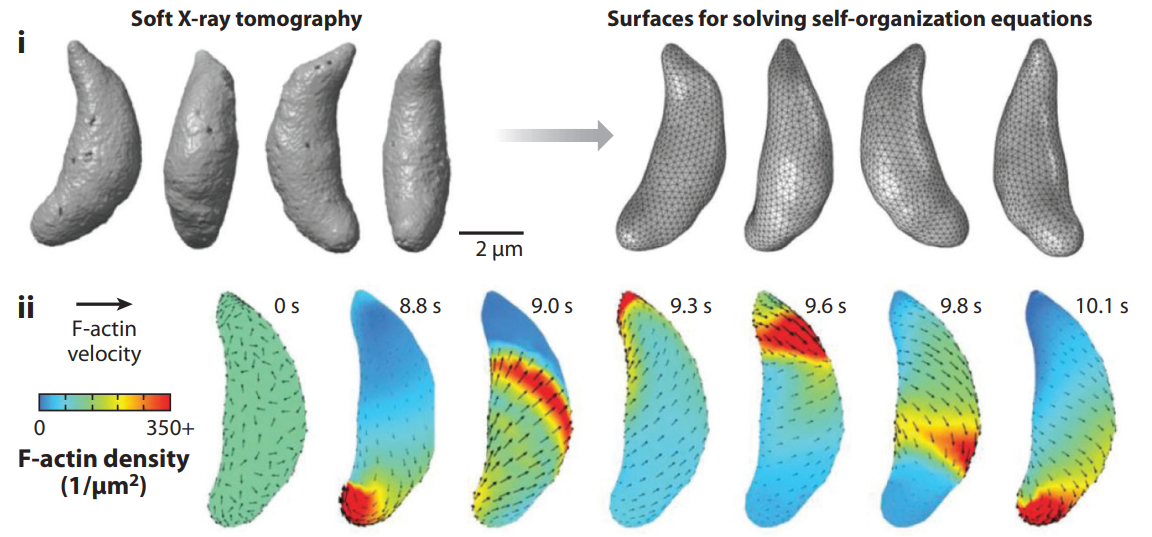 從無膜細胞器到寄生蟲運動，軟 X 射線成像技術破解細胞生物學多元難題！