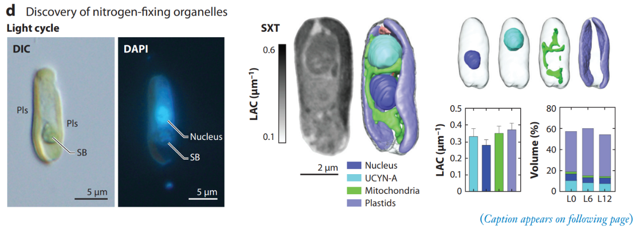 從無膜細胞器到寄生蟲運動，軟 X 射線成像技術破解細胞生物學多元難題！
