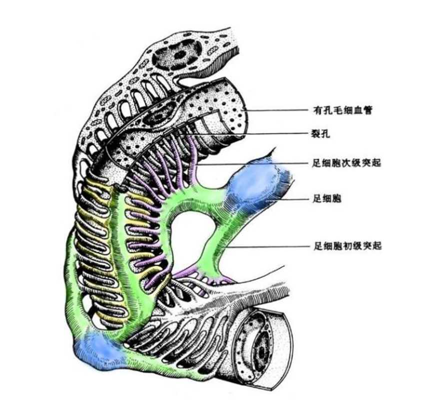 腎小球上皮細胞：腎病藥物研發的“黃金靶點