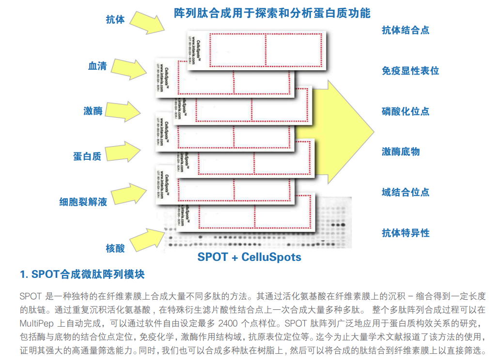 高通量+高精度  CEM MultiPep：多肽平行陣列合成的<a class=