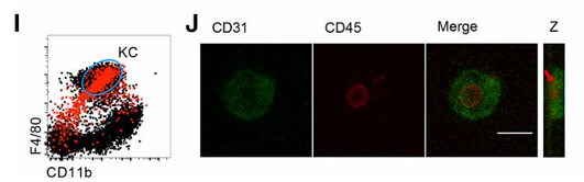 image.png 肝臟庫(kù)弗巨噬細(xì)胞流式檢測(cè)受到內(nèi)皮細(xì)胞干擾F4/80和CD31雙陽(yáng)