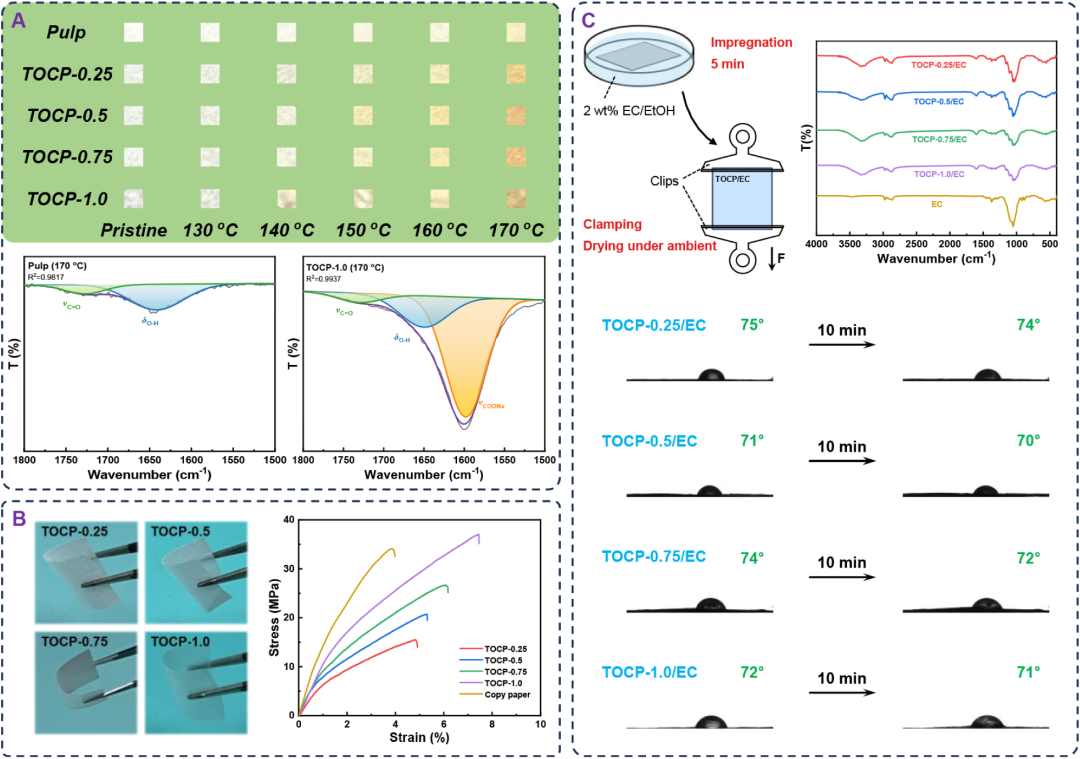 扫描电镜 | 低介电常数可调 TEMPO 氧化纤维素手抄纸用于高性能印刷电子基板