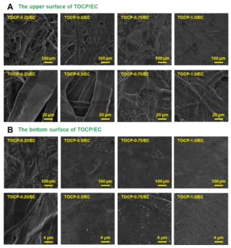 扫描电镜 | 低介电常数可调 TEMPO 氧化纤维素手抄纸用于高性能印刷电子基板