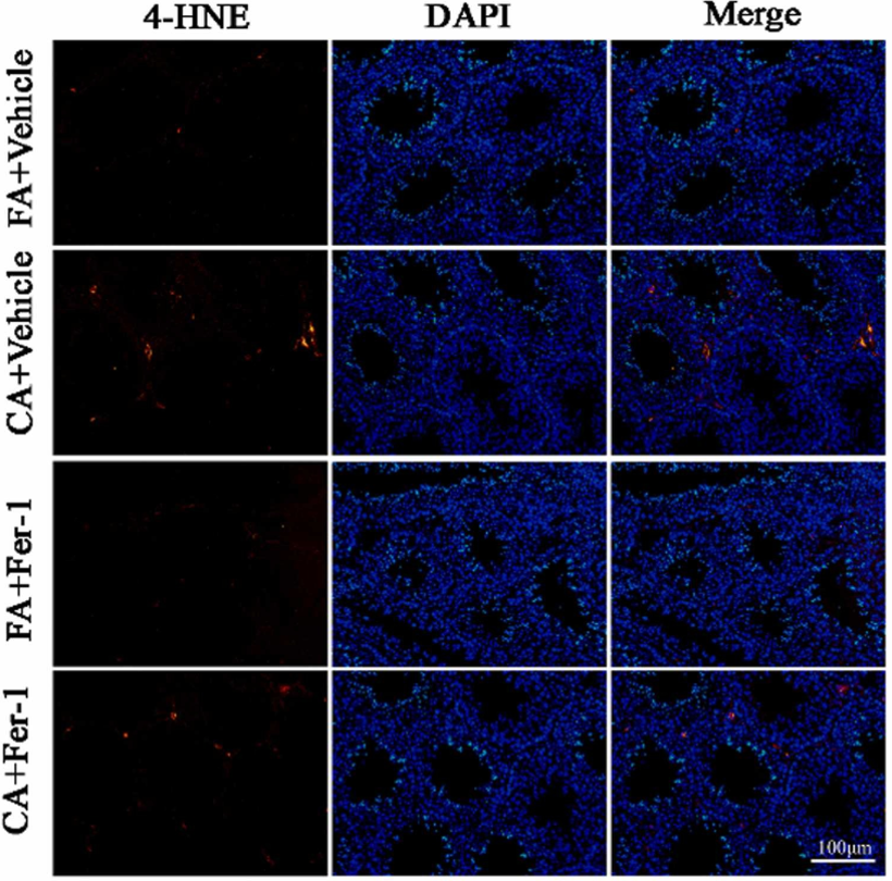 杭州恩瑞科生物Arigo Bio代理商 2026授权代理-AMJS澳金沙门