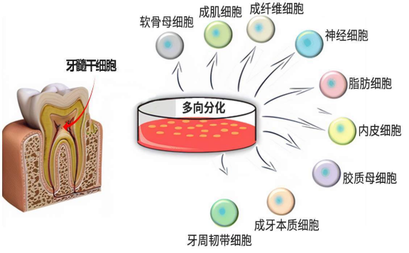 Lonza人牙髓干细胞和培养基 Dental Pulp Stem Cell产品介绍
