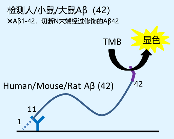 β-Amyloid ELISA 試劑盒