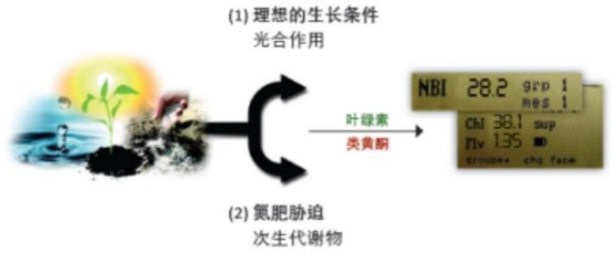 植物多酚葉綠素儀