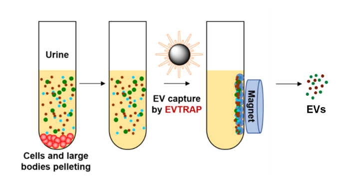 外泌體提取試劑盒