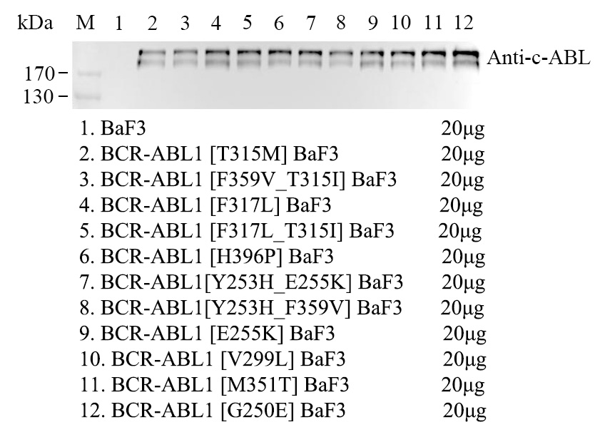 BCR-ABL1 F359V/T315I/BaF3 kinase細(xì)胞株
